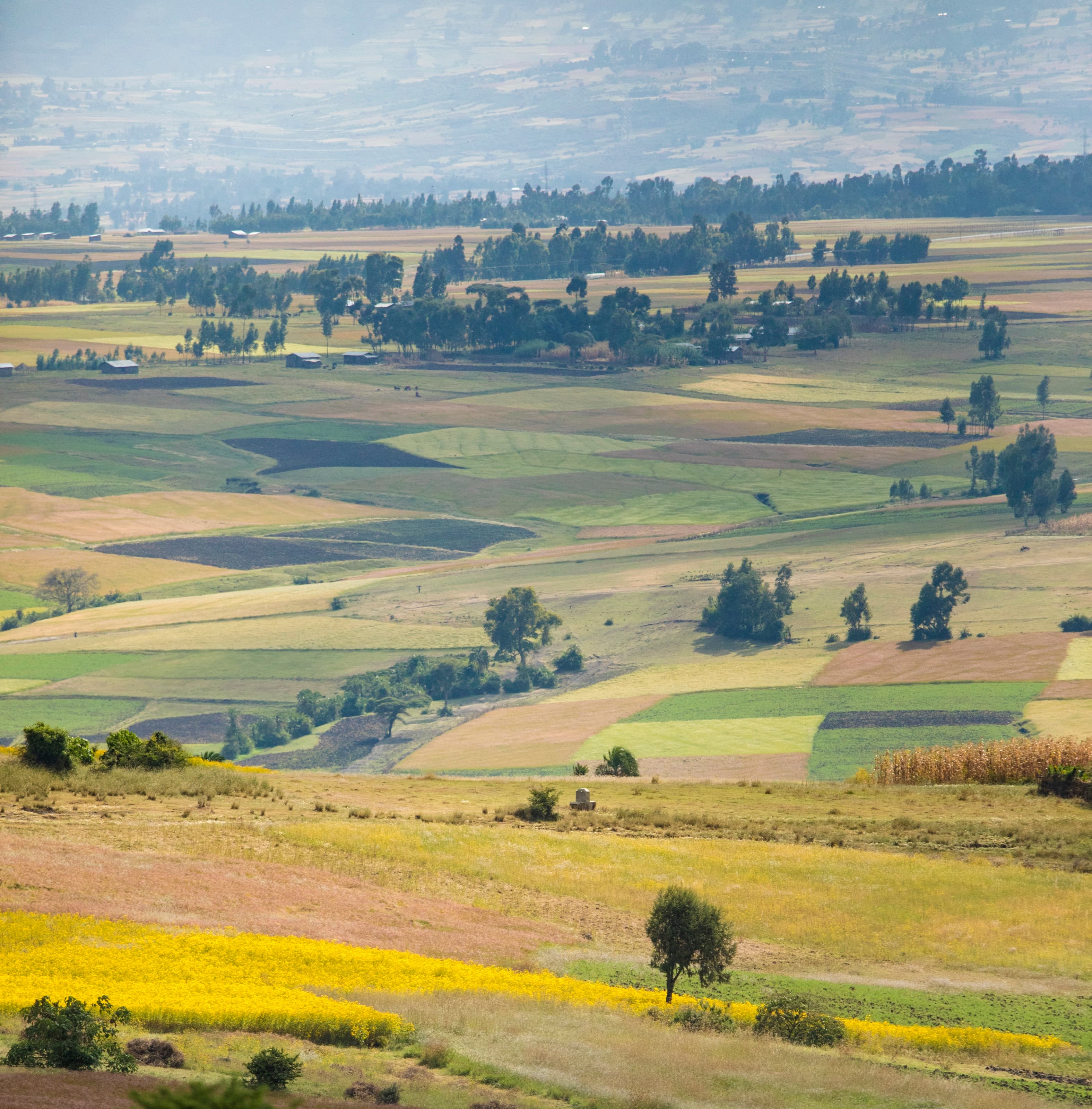 Lotes sembrados vistos desde una loma